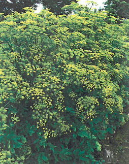 wild parsnip